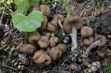 Pachycudonia monticola image