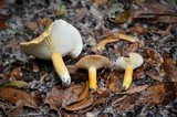 Lactifluus hygrophoroides image