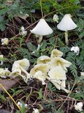 Leucocoprinus flavescens image