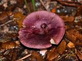 Russula mariae image