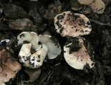 Tricholoma manzanitae image