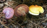 Ganoderma meredithiae image