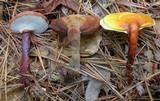 Ganoderma meredithiae image