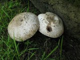 Agaricus moelleri image