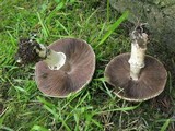 Agaricus moelleri image