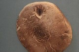 Agaricus moelleri image