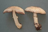 Agaricus moelleri image