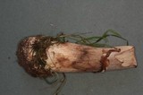 Agaricus moelleri image