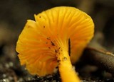 Cantharellus minor image
