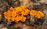 Craterellus odoratus image