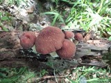 Psathyrella delineata image