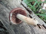 Psathyrella delineata image