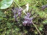 Clavaria zollingeri image
