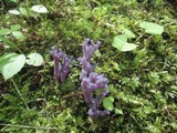 Clavaria zollingeri image