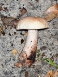 Gyroporus subalbellus image
