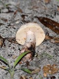 Gyroporus subalbellus image