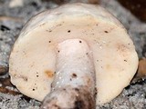 Gyroporus subalbellus image