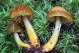 Hygrocybe psittacina var. perplexa image