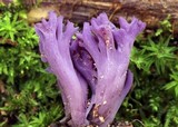 Clavaria zollingeri image