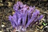 Clavaria zollingeri image