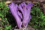 Clavaria zollingeri image