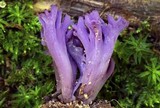 Clavaria zollingeri image