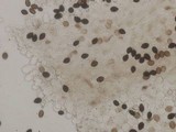 Panaeolus cinctulus image