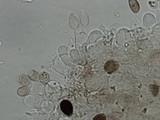 Panaeolus cinctulus image