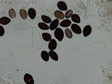 Panaeolus cinctulus image