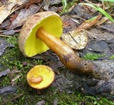 Boletus innixus image