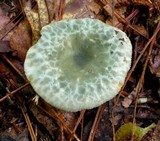 Russula virescens image