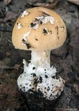 Amanita praecox image