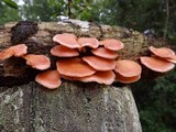 Lentinula boryana image
