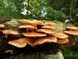 Lentinula boryana image