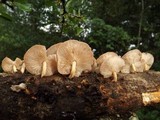 Lentinula boryana image