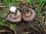 Tylopilus plumbeoviolaceus image