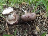 Tylopilus plumbeoviolaceus image