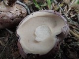 Tylopilus plumbeoviolaceus image