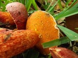 Butyriboletus floridanus image