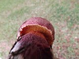Butyriboletus floridanus image
