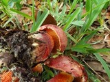 Butyriboletus floridanus image