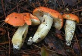 Tylopilus balloui image