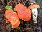 Gyroporus ballouii image