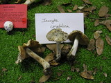 Inocybe corydalina image