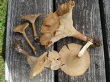 Clitocybe squamulosa image