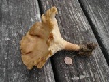 Clitocybe squamulosa image