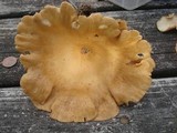 Clitocybe squamulosa image