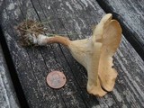 Clitocybe squamulosa image