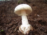 Amanita marmorata image