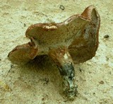 Sarcodon scabrosus image